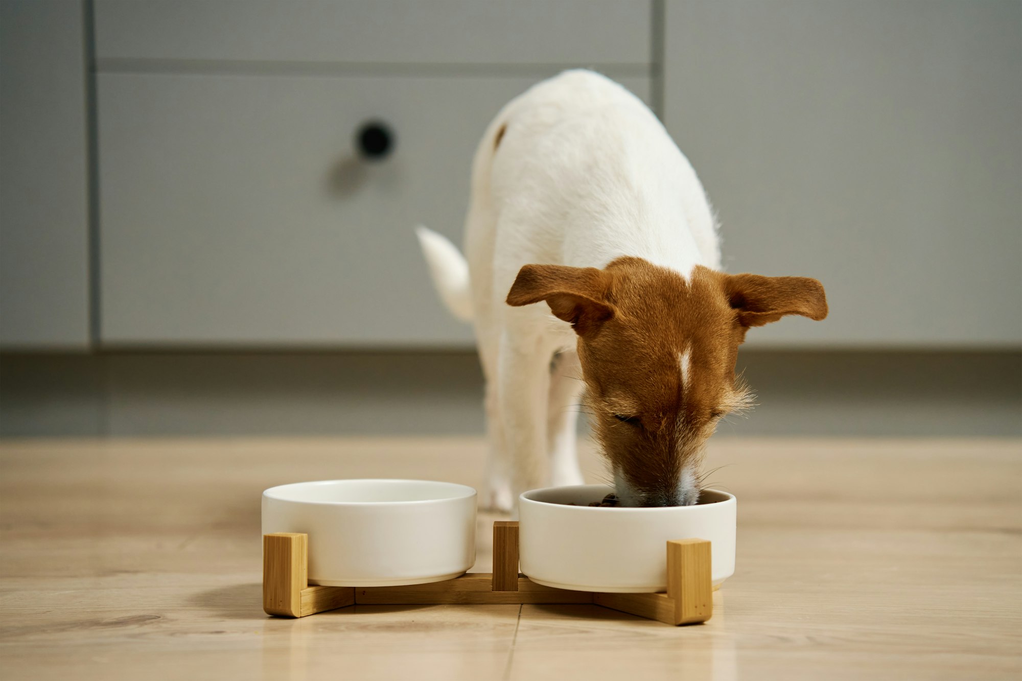 Dog eating dry food from bowl in kitchen