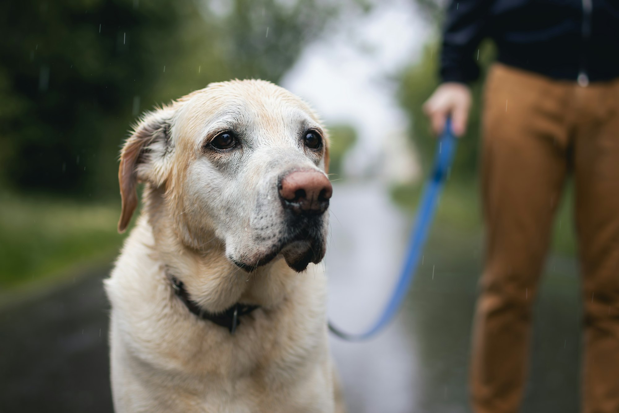 Dog walk in rain